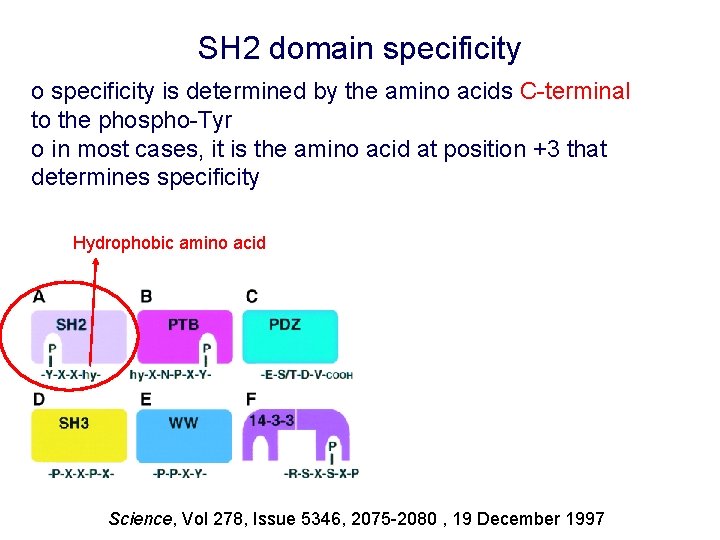 SH 2 domain specificity o specificity is determined by the amino acids C-terminal to
