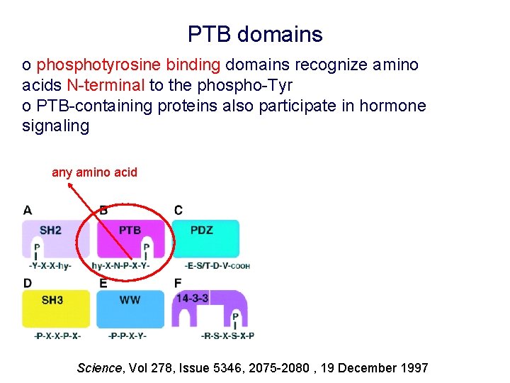 PTB domains o phosphotyrosine binding domains recognize amino acids N-terminal to the phospho-Tyr o