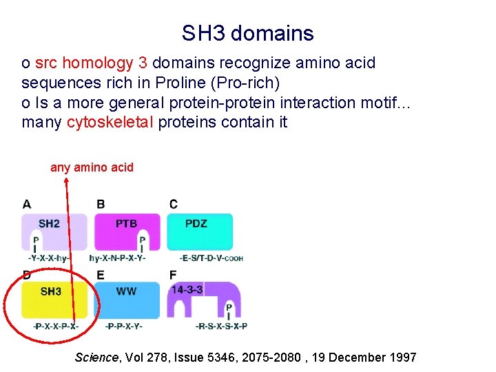 SH 3 domains o src homology 3 domains recognize amino acid sequences rich in