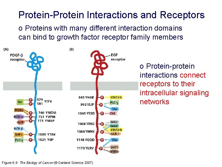 Protein-Protein Interactions and Receptors o Proteins with many different interaction domains can bind to