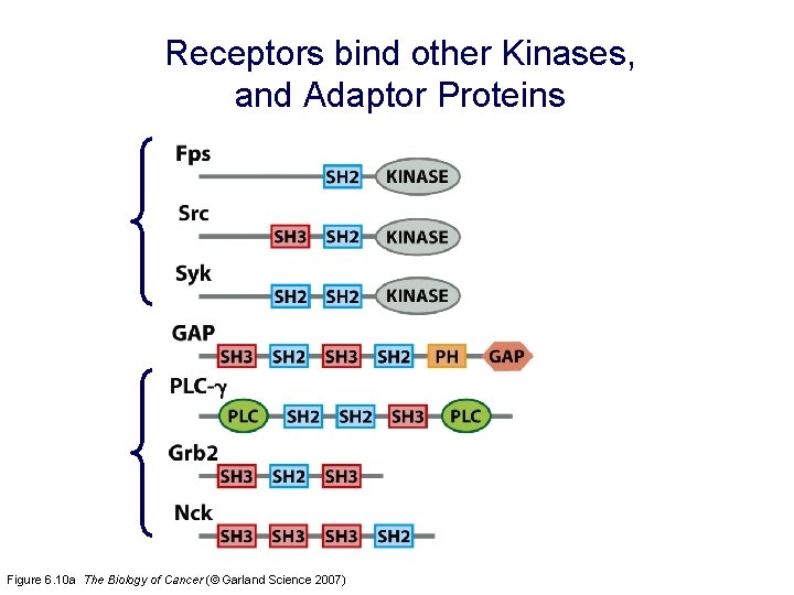 Receptors bind other Kinases, and Adaptor Proteins Figure 6. 10 a The Biology of