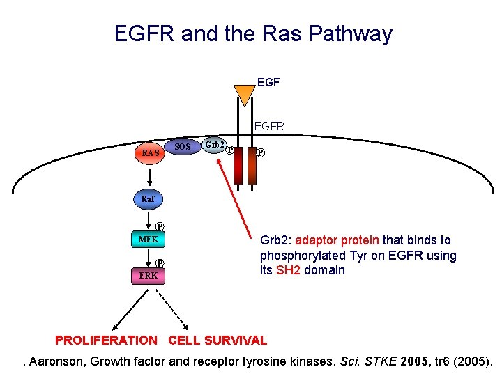 EGFR and the Ras Pathway EGFR RAS SOS Grb 2 P P Raf P