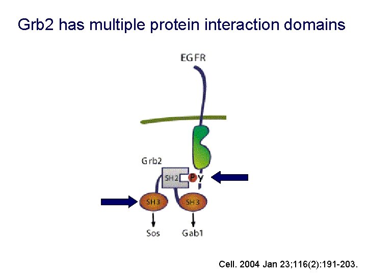Grb 2 has multiple protein interaction domains Cell. 2004 Jan 23; 116(2): 191 -203.