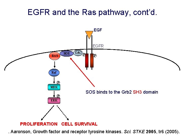 EGFR and the Ras pathway, cont’d. EGFR RAS SOS Grb 2 P P Raf