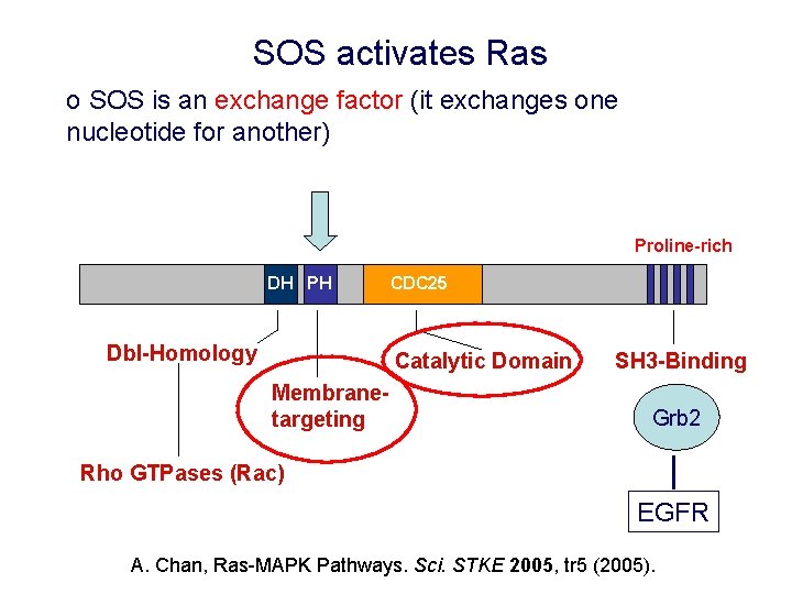 SOS activates Ras o SOS is an exchange factor (it exchanges one nucleotide for