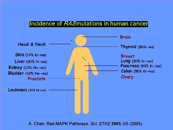 A. Chan, Ras-MAPK Pathways. Sci. STKE 2005, tr 5 (2005). 