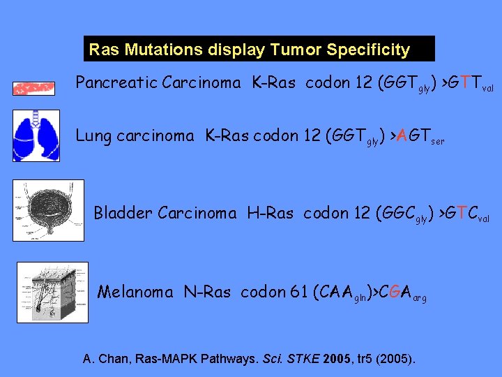 Ras Mutations display Tumor Specificity Pancreatic Carcinoma K-Ras codon 12 (GGTgly) >GTTval Lung carcinoma
