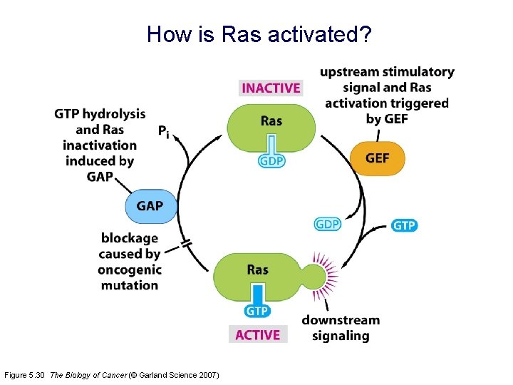 How is Ras activated? Figure 5. 30 The Biology of Cancer (© Garland Science