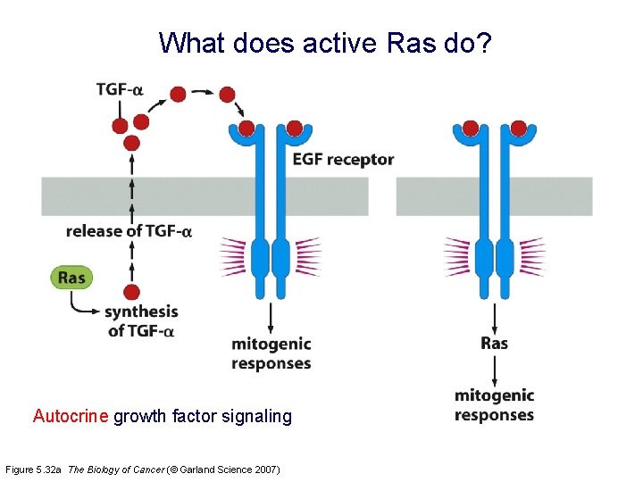 What does active Ras do? Autocrine growth factor signaling Figure 5. 32 a The