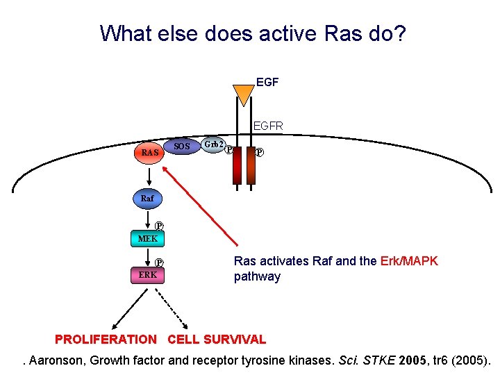 What else does active Ras do? EGFR RAS SOS Grb 2 P P Raf