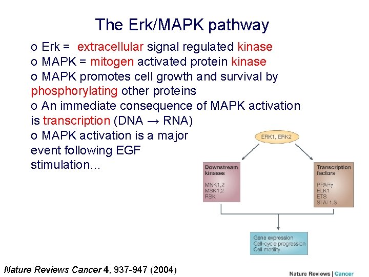 The Erk/MAPK pathway o Erk = extracellular signal regulated kinase o MAPK = mitogen