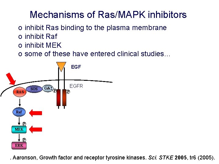 Mechanisms of Ras/MAPK inhibitors o inhibit Ras binding to the plasma membrane o inhibit