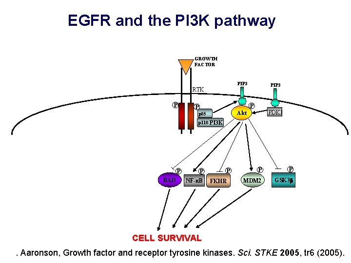 EGFR and the PI 3 K pathway GROWTH FACTOR PIP 3 RTK P PIP