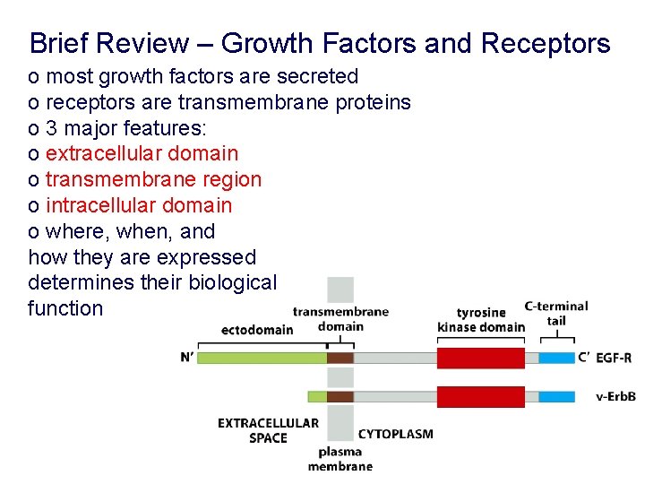 Brief Review – Growth Factors and Receptors o most growth factors are secreted o