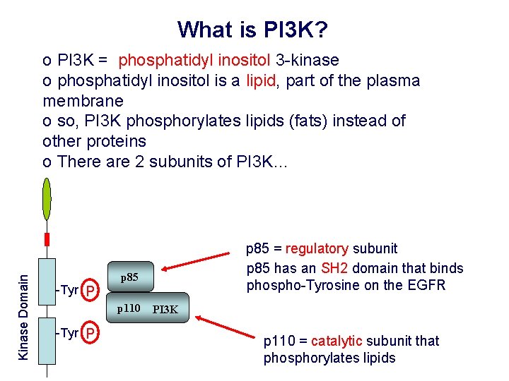 What is PI 3 K? Kinase Domain o PI 3 K = phosphatidyl inositol