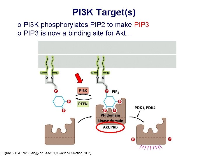 PI 3 K Target(s) o PI 3 K phosphorylates PIP 2 to make PIP