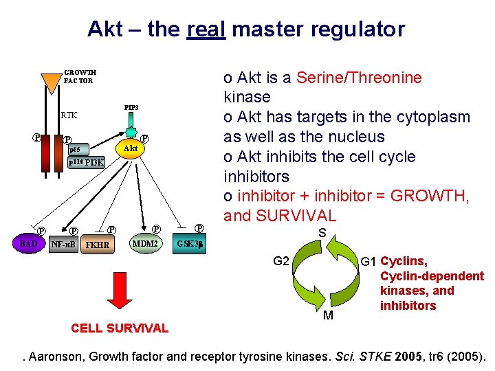 Akt – the real master regulator GROWTH FACTOR PIP 3 RTK P P P
