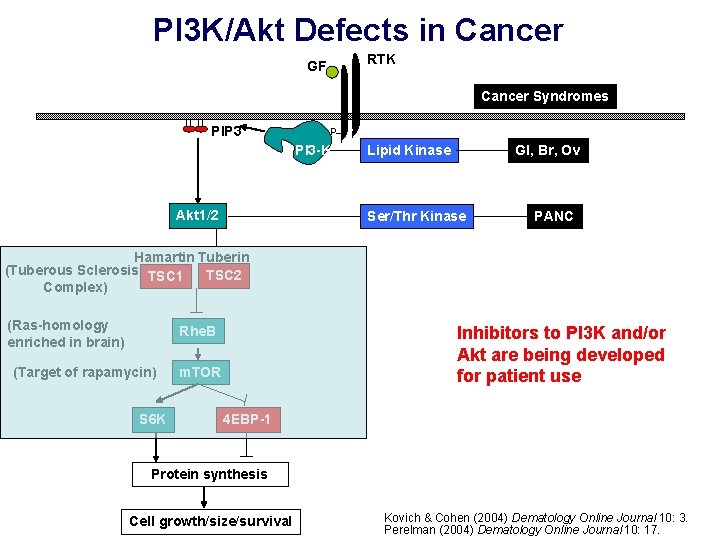 PI 3 K/Akt Defects in Cancer RTK GF Cancer Syndromes PIP 3 p PI