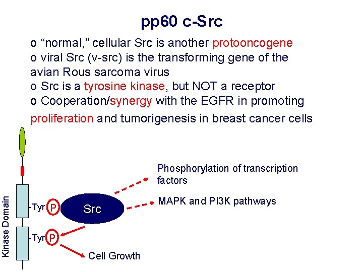 pp 60 c-Src o “normal, ” cellular Src is another protooncogene o viral Src