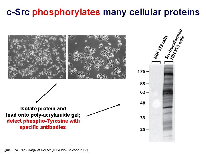 c-Src phosphorylates many cellular proteins Isolate protein and load onto poly-acrylamide gel; detect phospho-Tyrosine