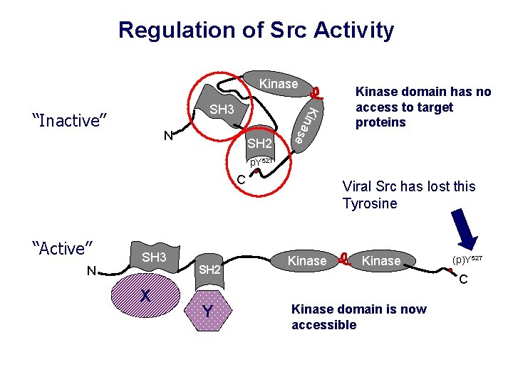 Regulation of Src Activity Kinase “Inactive” N SH 2 K i n ase SH