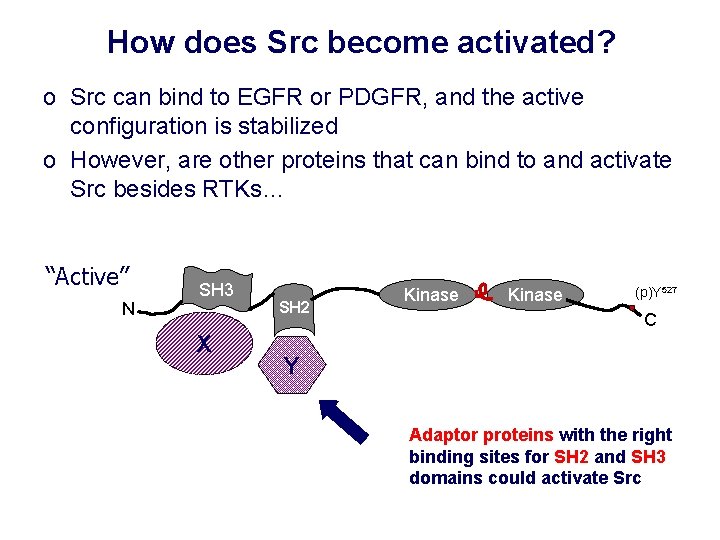 How does Src become activated? o Src can bind to EGFR or PDGFR, and