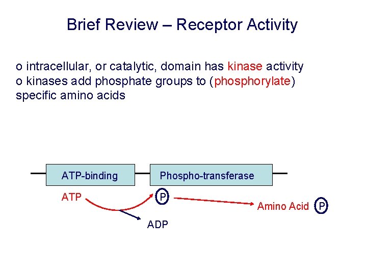Brief Review – Receptor Activity o intracellular, or catalytic, domain has kinase activity o