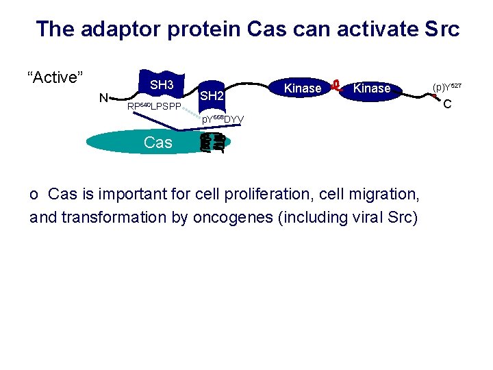The adaptor protein Cas can activate Src “Active” N SH 3 RP 640 LPSPP