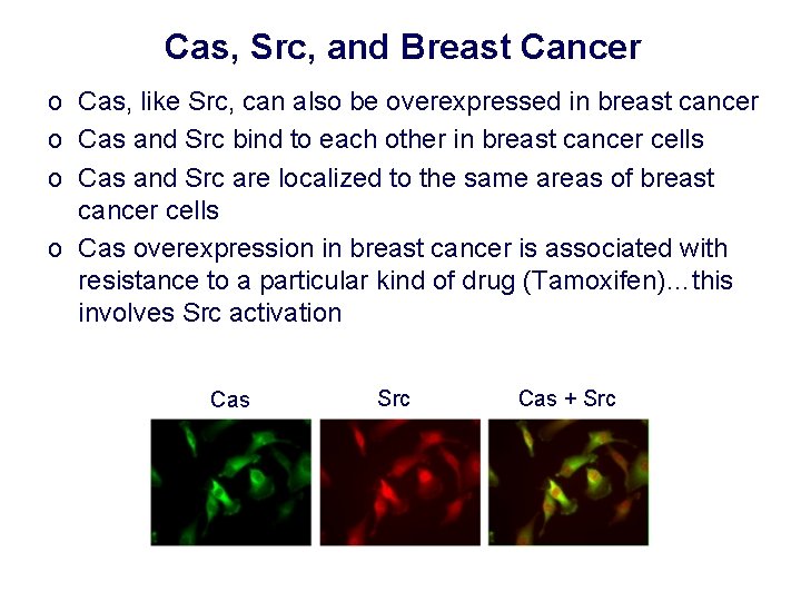 Cas, Src, and Breast Cancer o Cas, like Src, can also be overexpressed in