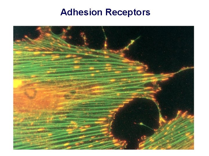 Adhesion Receptors 