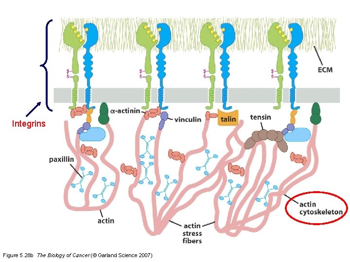 Integrins Figure 5. 28 b The Biology of Cancer (© Garland Science 2007) 