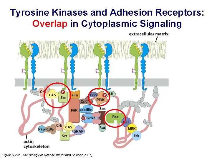 Tyrosine Kinases and Adhesion Receptors: Overlap in Cytoplasmic Signaling Figure 6. 24 b The