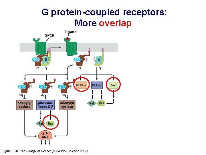 G protein-coupled receptors: More overlap Figure 6. 28 The Biology of Cancer (© Garland