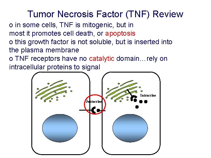 Tumor Necrosis Factor (TNF) Review o in some cells, TNF is mitogenic, but in