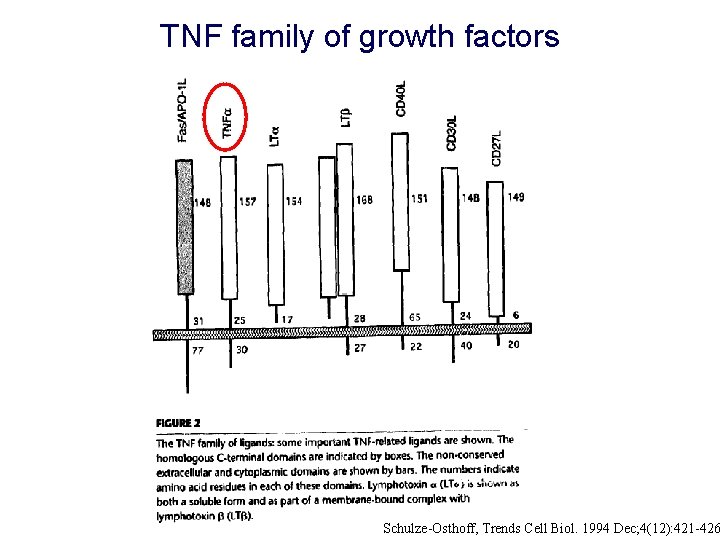 TNF family of growth factors Schulze-Osthoff, Trends Cell Biol. 1994 Dec; 4(12): 421 -426