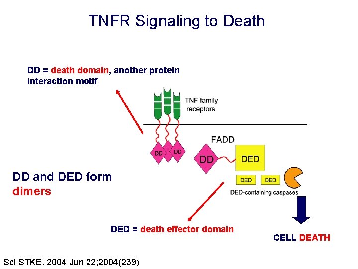 TNFR Signaling to Death DD = death domain, another protein interaction motif DD and