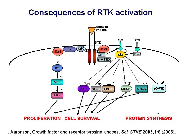 Consequences of RTK activation GROWTH FACTOR PIP 3 RTK RAS SOS Grb 2 P