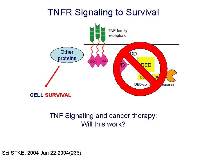 TNFR Signaling to Survival Other proteins CELL SURVIVAL TNF Signaling and cancer therapy: Will