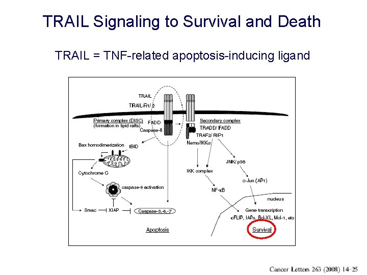 TRAIL Signaling to Survival and Death TRAIL = TNF-related apoptosis-inducing ligand 