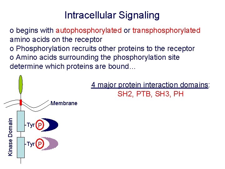 Intracellular Signaling o begins with autophosphorylated or transphorylated amino acids on the receptor o
