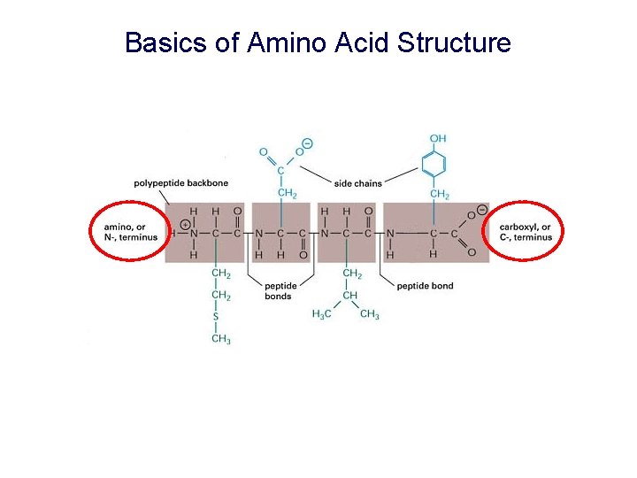 Basics of Amino Acid Structure 