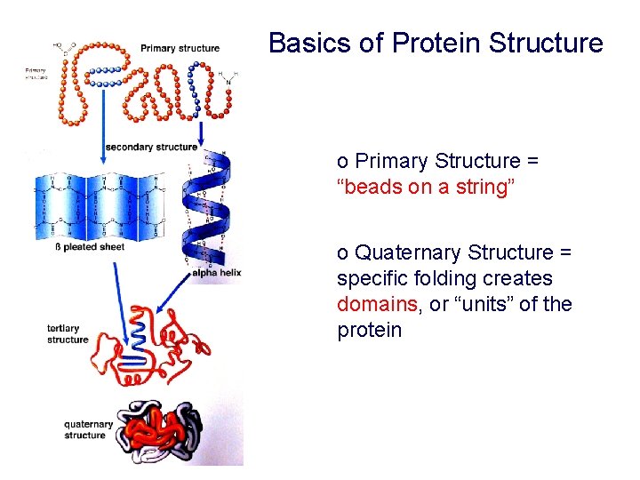Basics of Protein Structure o Primary Structure = “beads on a string” o Quaternary