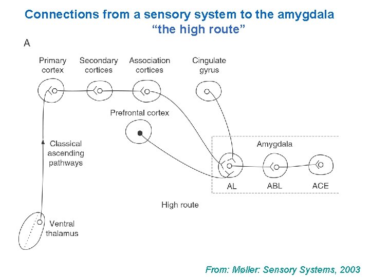 Connections from a sensory system to the amygdala “the high route” From: Møller: Sensory