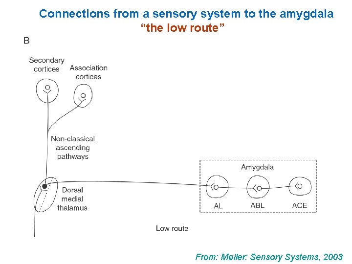 Connections from a sensory system to the amygdala “the low route” From: Møller: Sensory