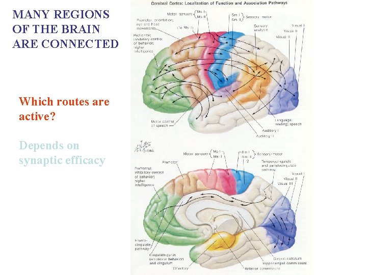 MANY REGIONS OF THE BRAIN ARE CONNECTED Which routes are active? Depends on synaptic