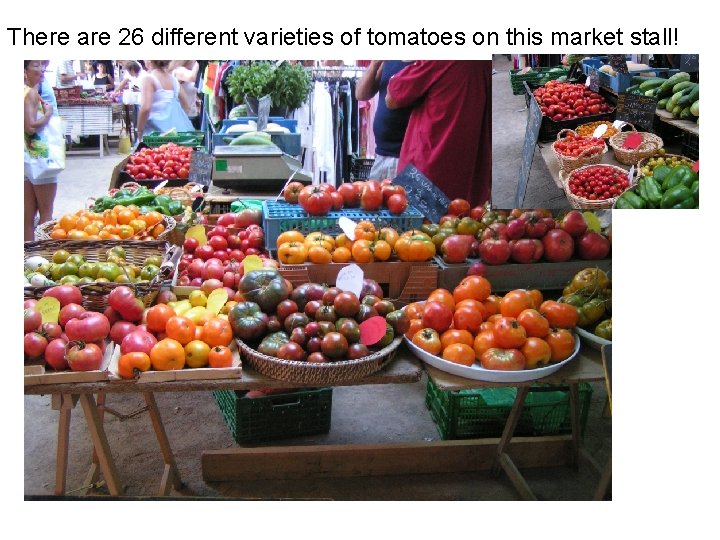 There are 26 different varieties of tomatoes on this market stall! 