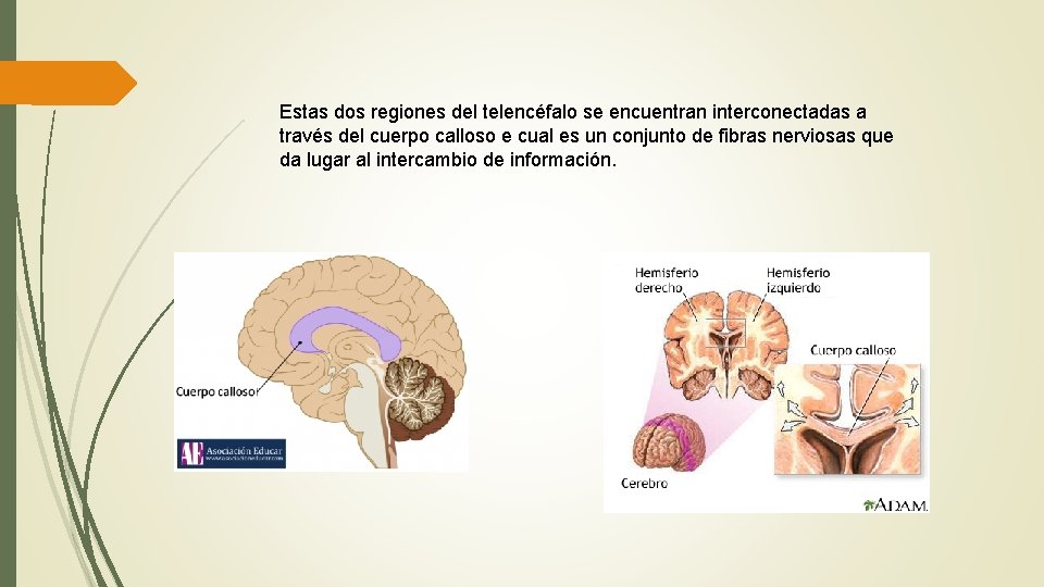 Estas dos regiones del telencéfalo se encuentran interconectadas a través del cuerpo calloso e