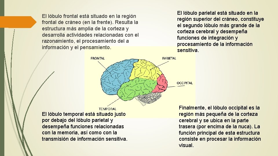El lóbulo frontal está situado en la región frontal de cráneo (en la frente).