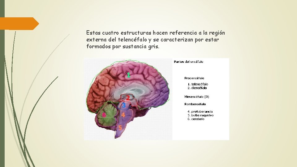 Estas cuatro estructuras hacen referencia a la región externa del telencéfalo y se caracterizan
