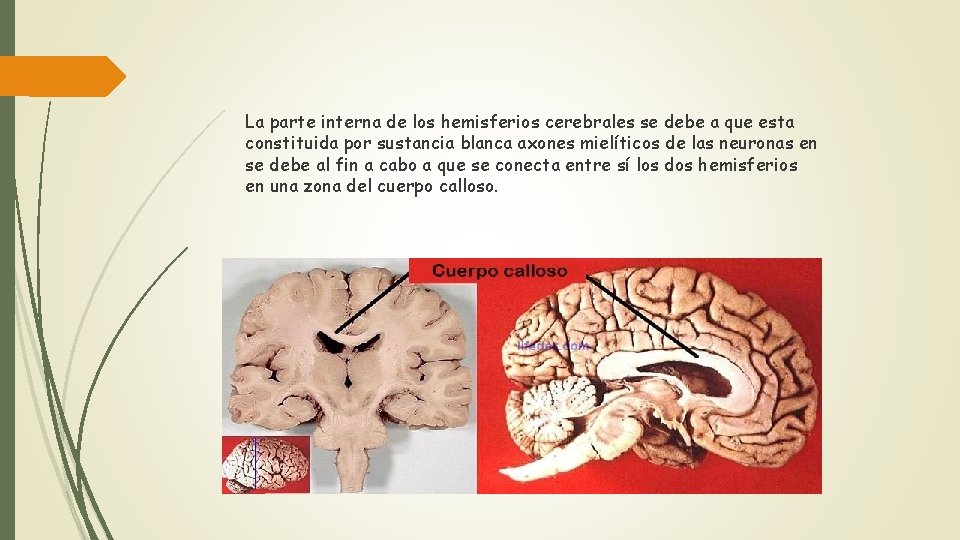 La parte interna de los hemisferios cerebrales se debe a que esta constituida por